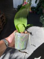 Phalaenopsis Bolgheri Bronze Buddha - PERFUMADA - Imagem 5