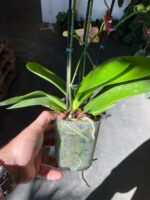 Phalaenopsis Bolgheri Bronze Buddha - PERFUMADA - Imagem 4