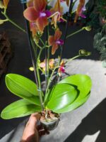 Phalaenopsis Bolgheri Bronze Buddha - PERFUMADA - Imagem 3