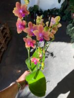 Phalaenopsis Bolgheri Bronze Buddha - PERFUMADA - Imagem 2