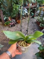 Phalaenopsis Rome - COM FLOR -  COLEÇÃO - Imagem 3