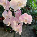 Phalaenopsis Rome - COM FLOR -  COLEÇÃO