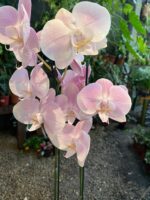 Phalaenopsis Rome - COM FLOR -  COLEÇÃO