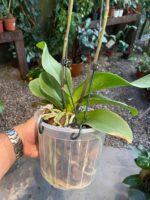 Phalaenopsis Rome - COM FLOR -  COLEÇÃO - Imagem 5