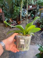 Phalaenopsis Rome - COM FLOR -  COLEÇÃO - Imagem 8
