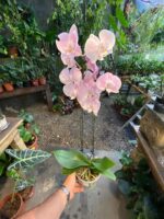 Phalaenopsis Rome - COM FLOR -  COLEÇÃO - Imagem 2