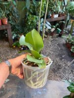 Phalaenopsis Rome - COM FLOR -  COLEÇÃO - Imagem 7