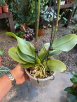 Phalaenopsis Rome - COM FLOR -  COLEÇÃO - Imagem 6