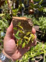 Diplocaulobium Chrysotropis - COLEÇÃO - Imagem 6