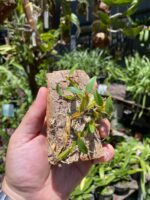 Diplocaulobium Chrysotropis - COLEÇÃO - Imagem 7