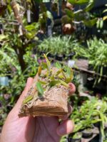 Diplocaulobium Chrysotropis - COLEÇÃO - Imagem 5