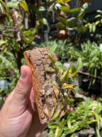 Diplocaulobium Chrysotropis - COLEÇÃO - Imagem 3