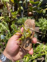 Diplocaulobium Chrysotropis - COLEÇÃO - Imagem 4