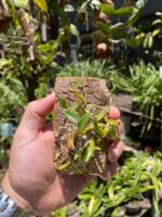 Diplocaulobium Chrysotropis - COLEÇÃO - Imagem 2