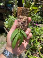 Gastrochilus Japonicus - RARÍSSIMA - Imagem 6