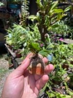 Gastrochilus Japonicus - RARÍSSIMA - Imagem 5