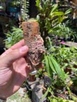 Gastrochilus Japonicus - RARÍSSIMA - Imagem 3