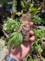 Gastrochilus Japonicus - RARÍSSIMA - Imagem 4