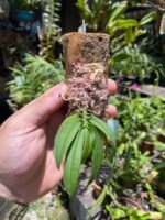 Gastrochilus Japonicus - RARÍSSIMA - Imagem 2