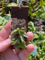 Anathallis Imbricata - Imagem 6