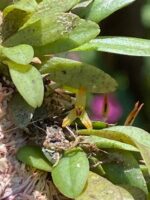 Anathallis Imbricata - Imagem 7