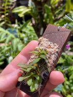 Anathallis Imbricata - Imagem 5