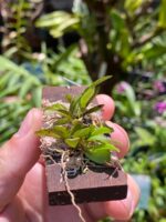 Anathallis Imbricata - Imagem 4