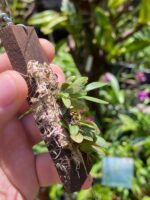 Anathallis Imbricata - Imagem 3