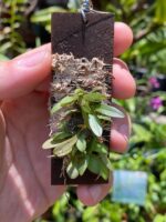 Anathallis Imbricata - Imagem 2