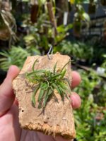 Chytroglossa Marileoniae - COLEÇÃO - Imagem 5