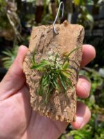 Chytroglossa Marileoniae - COLEÇÃO - Imagem 6