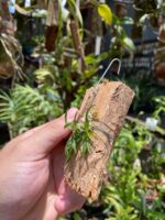 Chytroglossa Marileoniae - COLEÇÃO - Imagem 4