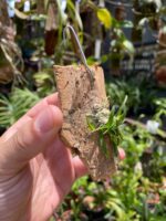 Chytroglossa Marileoniae - COLEÇÃO - Imagem 3