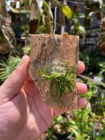 Chytroglossa Marileoniae - COLEÇÃO - Imagem 2