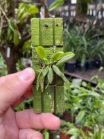 Zygostates Bradei - COLEÇÃO - Imagem 2