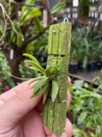 Zygostates Bradei - COLEÇÃO - Imagem 4