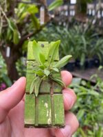 Zygostates Bradei - COLEÇÃO - Imagem 5