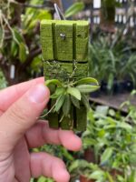 Zygostates Bradei - COLEÇÃO - Imagem 3