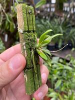 Zygostates Bradei - COLEÇÃO - Imagem 6