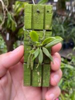 Zygostates Bradei - COLEÇÃO - Imagem 7