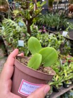 Meiracyllium Wendlandii - RARÍSSIMA - Imagem 8