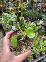 Meiracyllium Wendlandii - RARÍSSIMA - Imagem 7