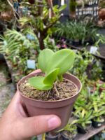 Meiracyllium Wendlandii - RARÍSSIMA - Imagem 5