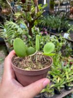 Meiracyllium Wendlandii - RARÍSSIMA - Imagem 6