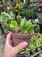 Meiracyllium Wendlandii - RARÍSSIMA - Imagem 2