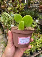 Meiracyllium Wendlandii - RARÍSSIMA - Imagem 4