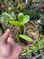 Meiracyllium Wendlandii - RARÍSSIMA - Imagem 3