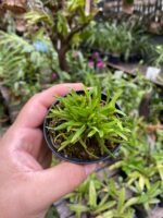 Diodonopsis Erinacea - RARÍSSIMA - Imagem 6