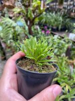 Diodonopsis Erinacea - RARÍSSIMA - Imagem 7