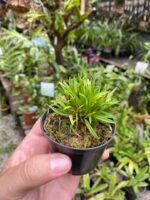 Diodonopsis Erinacea - RARÍSSIMA - Imagem 5